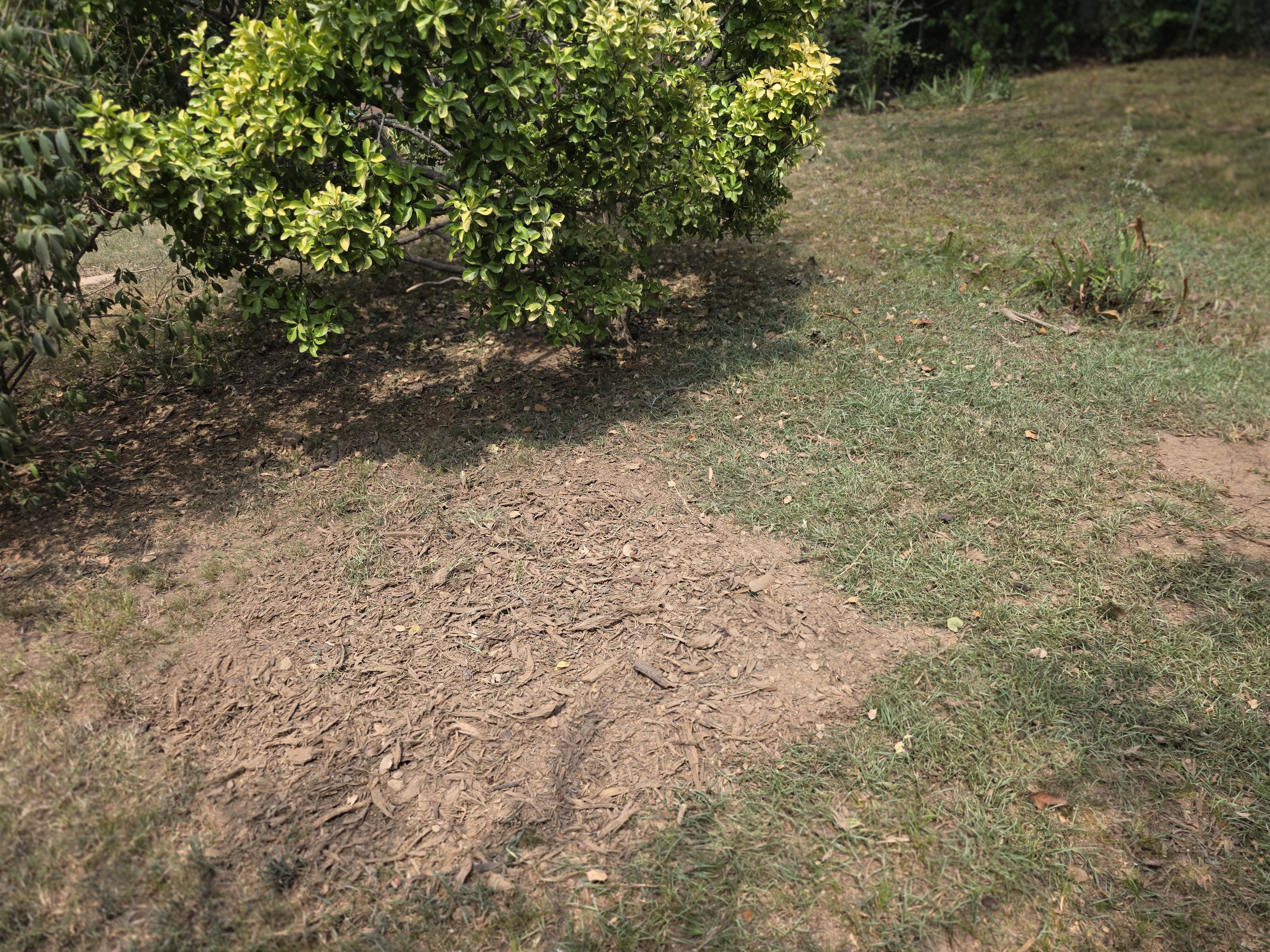 Isolated Stumps featured stump grinding project 9