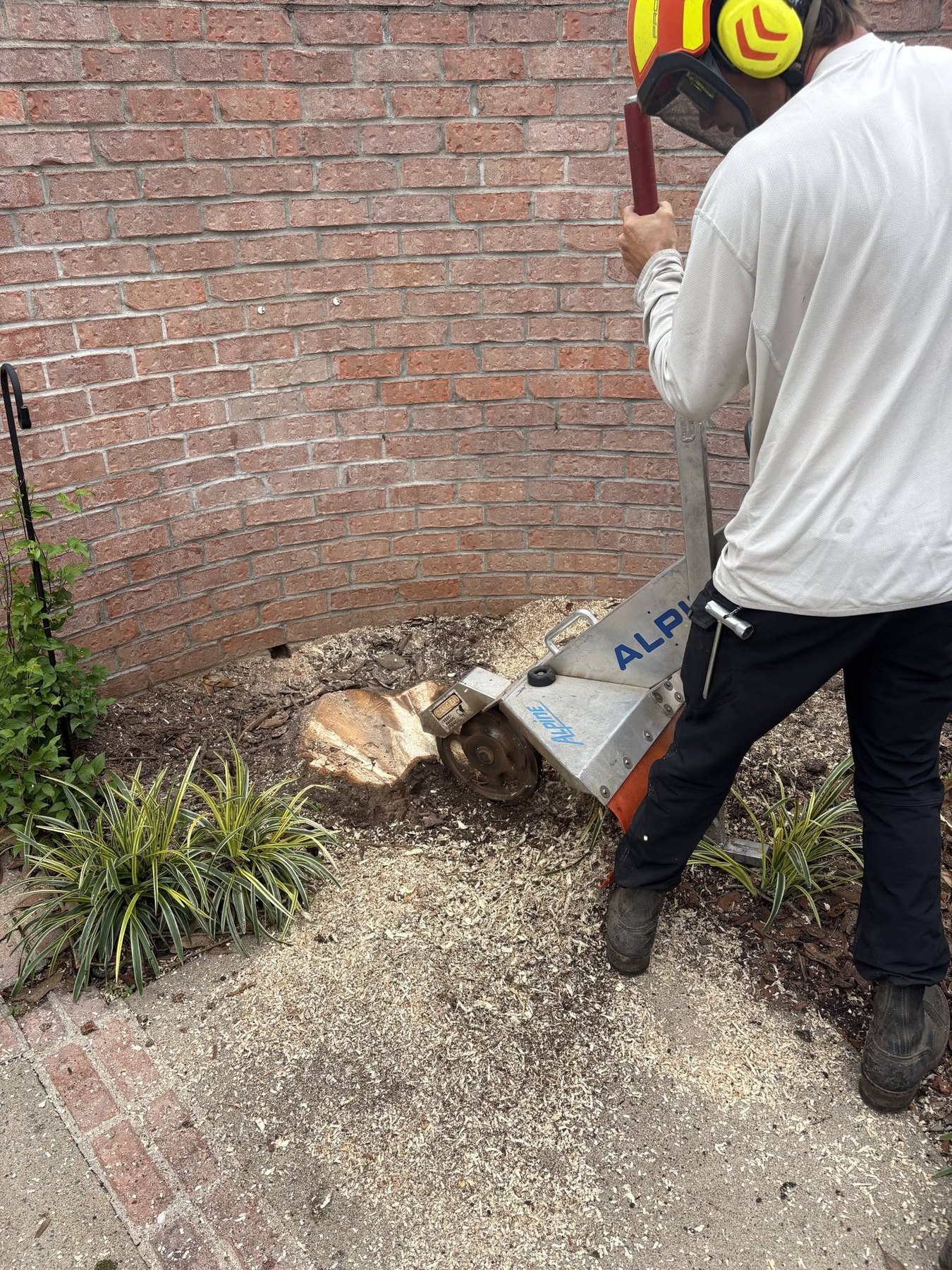 Residential stump grinding project