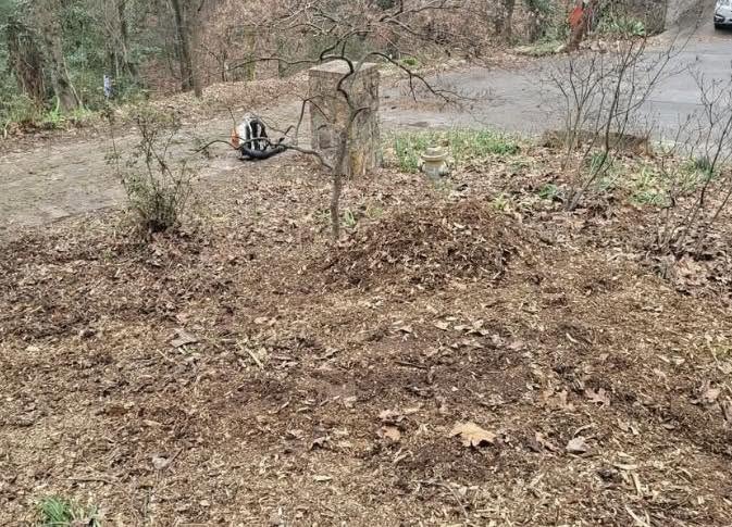 Residential stump grinding project