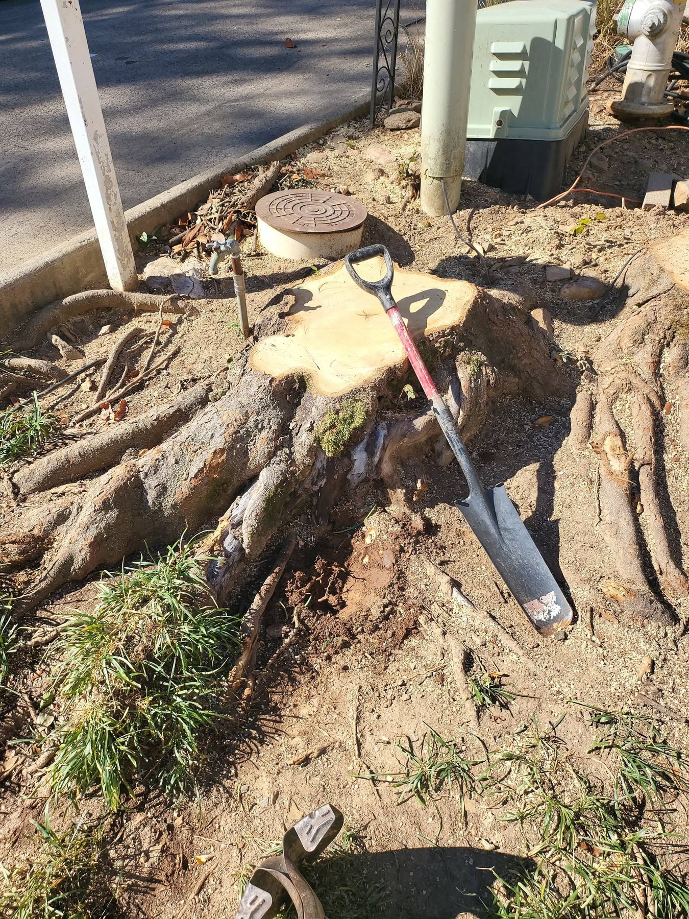 Residential stump grinding project