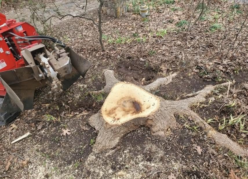 Residential stump grinding project