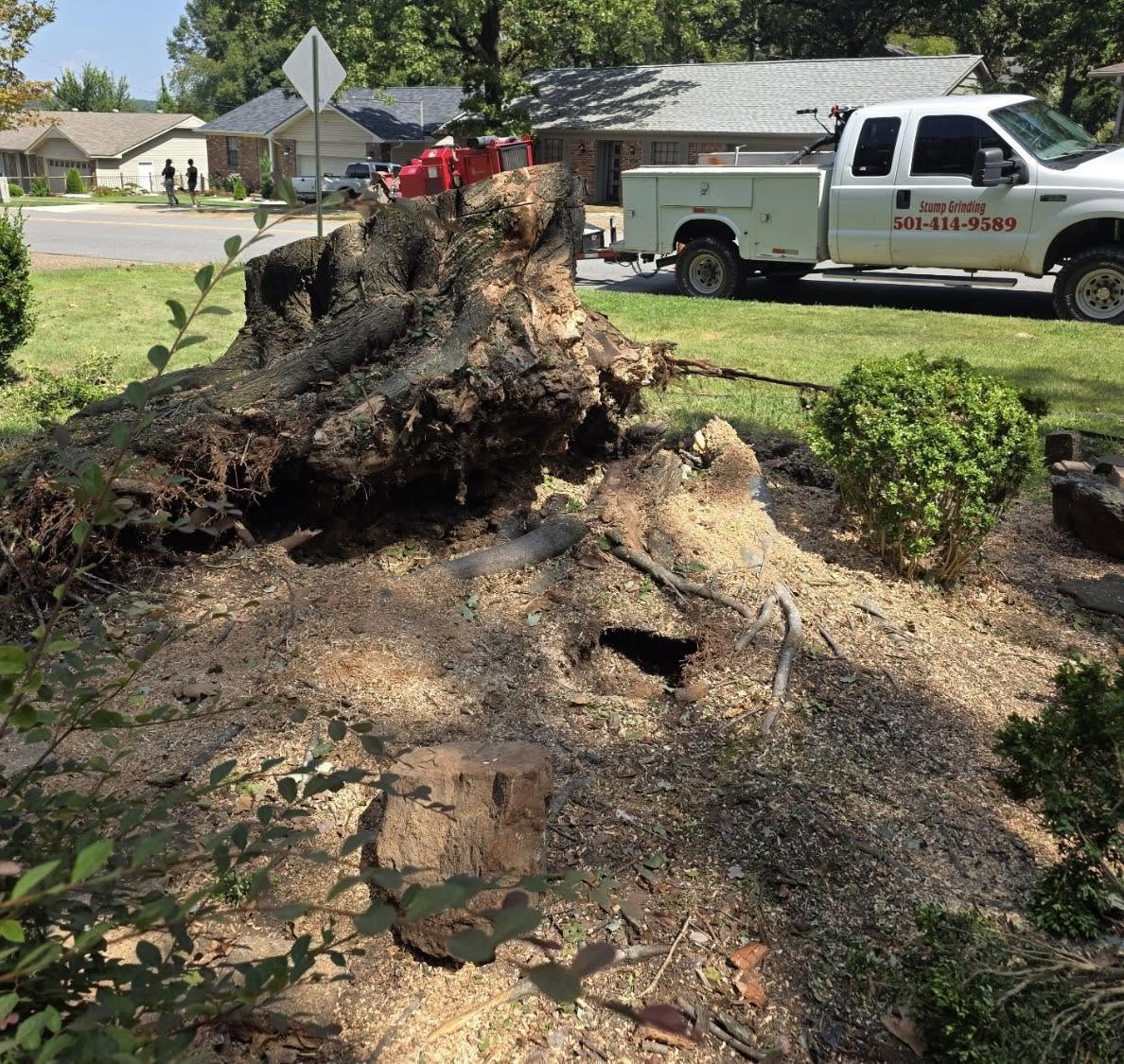 Large residential stump grinding project
