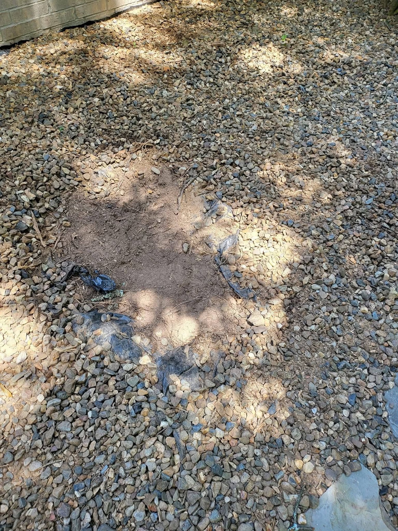 Residential stump grinding project