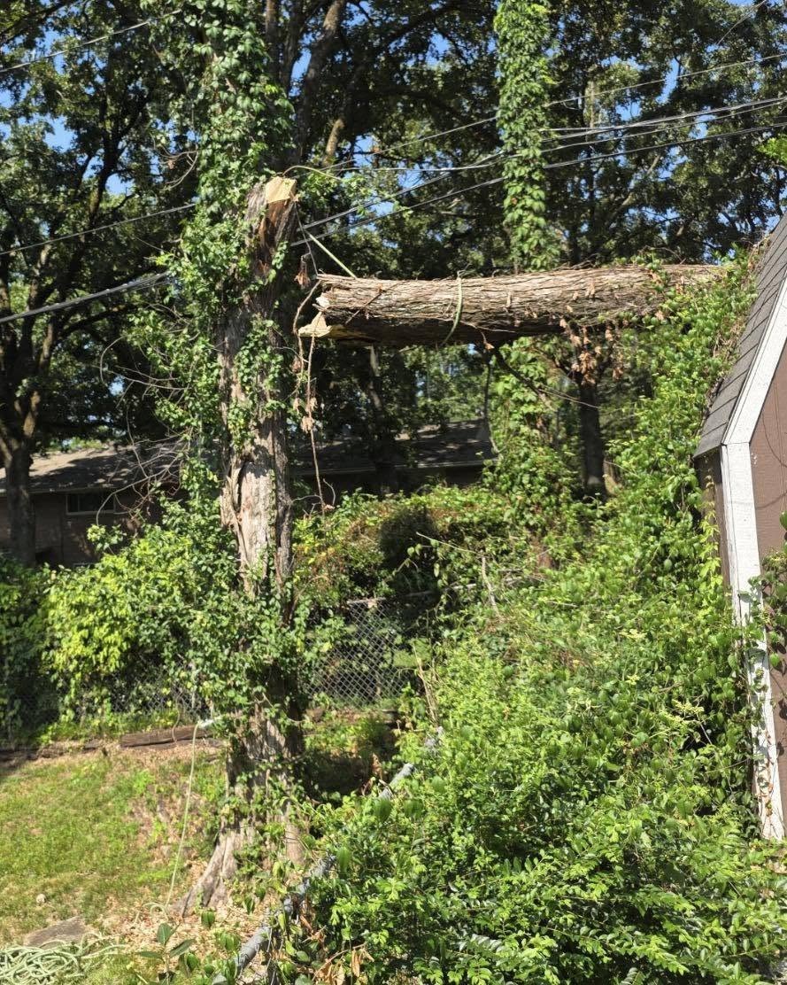 Residential stump grinding project